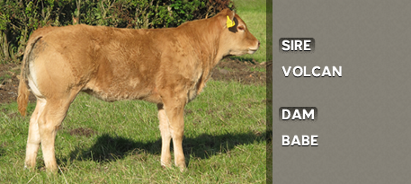 LIMOUSIN MAGAZINE AD 2